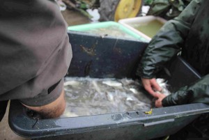 63862d9aea0da2017_Abfischen_ Eybenweiher_13.jpg